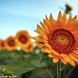 canon-eos-5d-mark-ii-img_5028