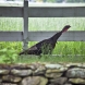 canon-eos-5d-mark-ii-img_2947