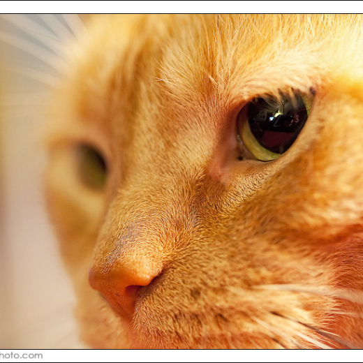 New Gear; Canon 100mm Macro