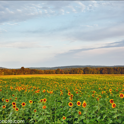 Buttonwoods 7.23.2011