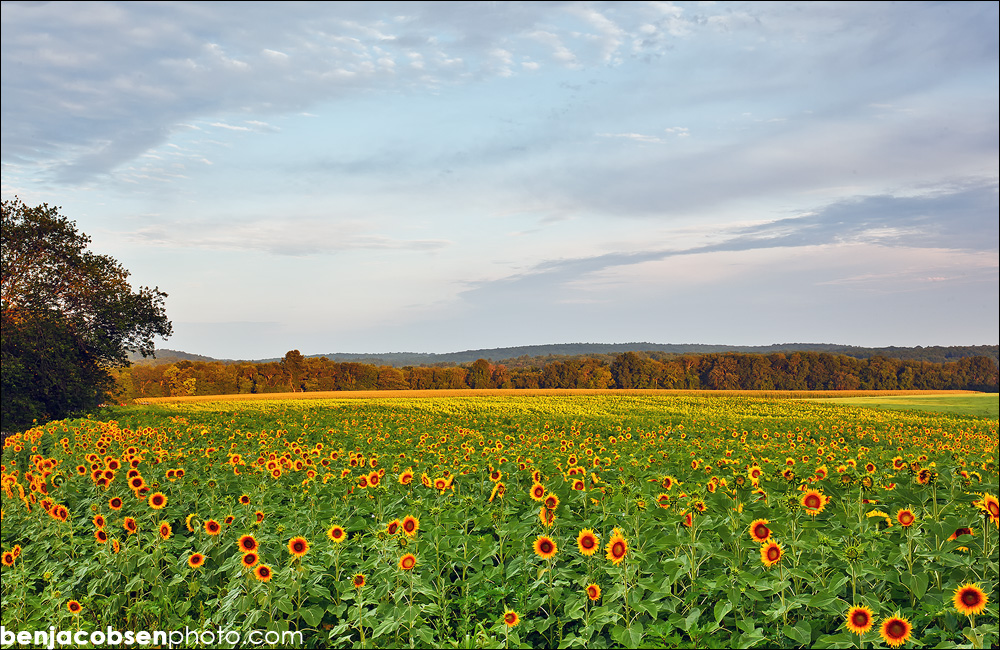 Canon EOS 5D Mark II-IMG_5019