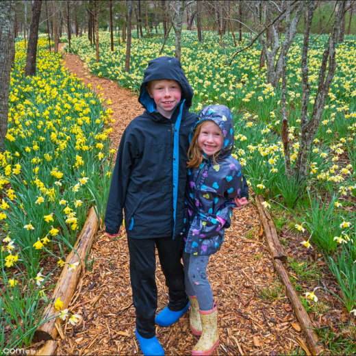 Sachuest and Daffodils