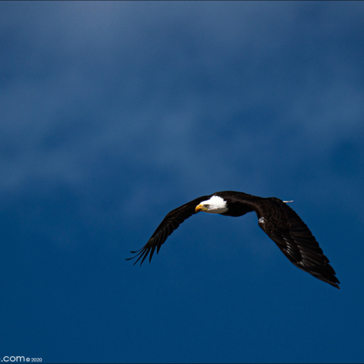 Bald Eagle