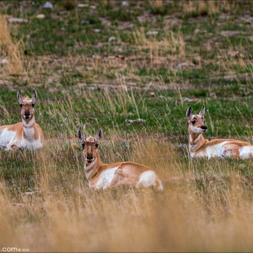 Pronghorns, Bison, an Eagle & Cranes oh my!