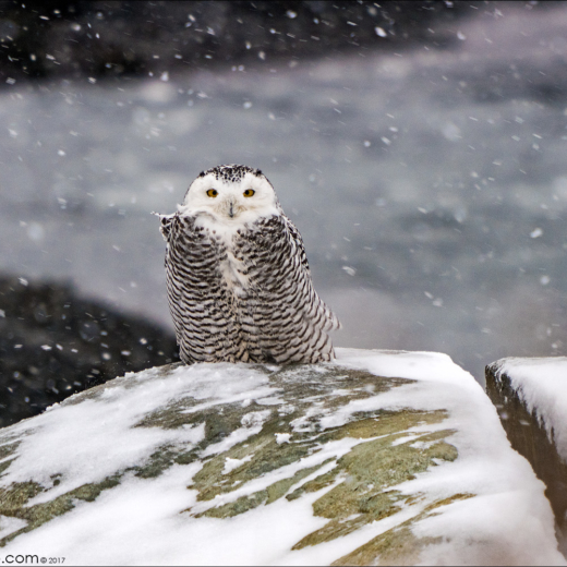 Snowy Owl