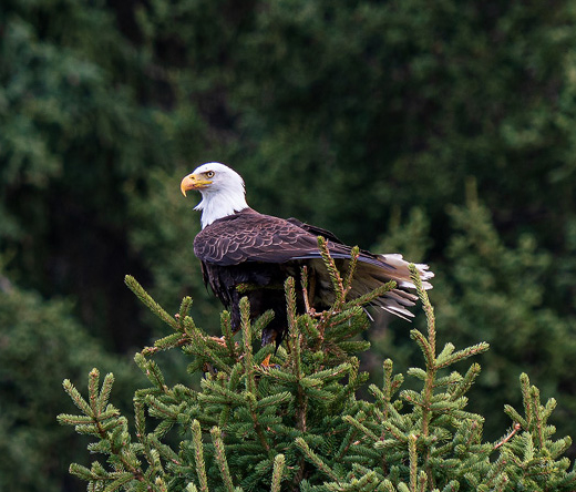 Bald Eagle
