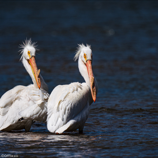 Pelicans